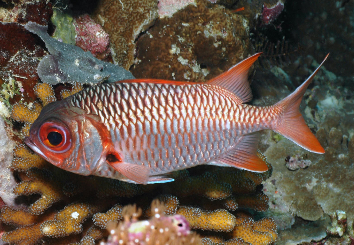 Myripristis amaena